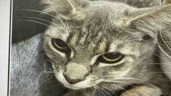 Squirrelfish -  Domestic Medium Hair and Domestic Short Hair Cat for Adoption in Daytona Beach, Florida - Squirrelfish | PetCurious