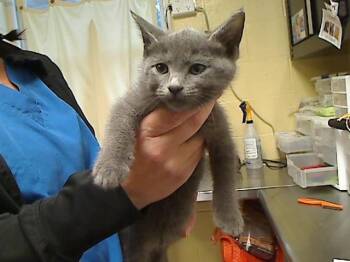 VIENNA -  Domestic Short Hair Cat for Adoption in Cookeville, Tennessee - VIENNA | PetCurious