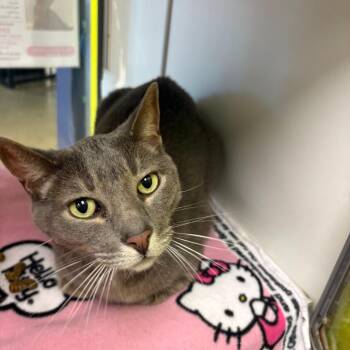 Buddy -  Domestic Short Hair Cat for Adoption in Temecula, California - Buddy | PetCurious