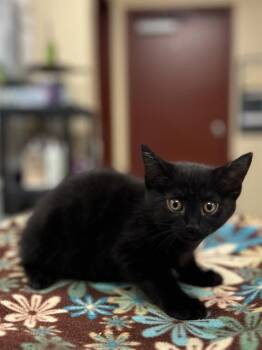 BASIL -  Domestic Short Hair Cat for Adoption in Aliquippa, Pennsylvania - BASIL | PetCurious