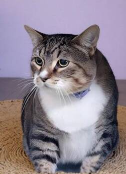 Domestic Short Hair Cats Available for Adoption - KIWI | PetCurious