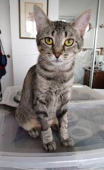 Isabel -  Domestic Short Hair Cat for Adoption in Richmond Hill, Ontario - Isabel | PetCurious