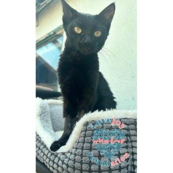 Raven -  Domestic Short Hair Cat for Adoption in Inglewood, California - Raven | PetCurious