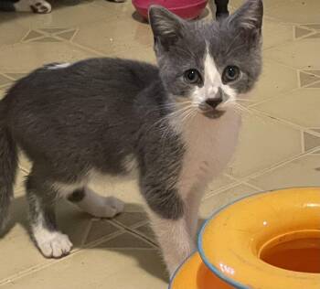 Gina -  Domestic Short Hair Cat for Adoption in Troy, New York - Gina | PetCurious