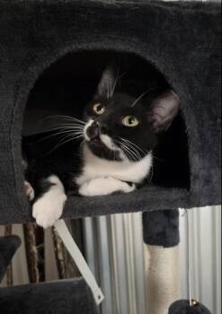 Rescue Tuxedo and Domestic Short Hair Cats for Adoption in Liverpool, Texas - Freeway | PetCurious