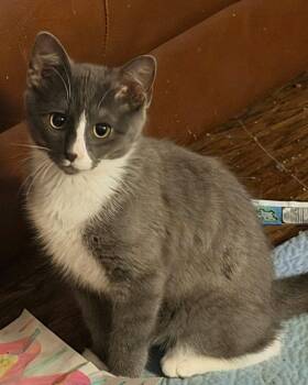 CRASH -  Domestic Short Hair Cat for Adoption in Capshaw, Alabama - CRASH | PetCurious
