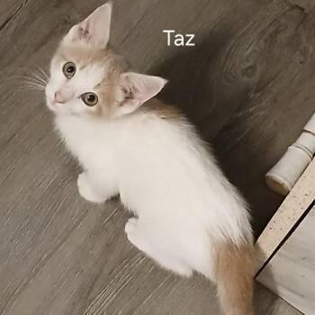 Taz -  Domestic Short Hair Cat for Adoption in Wadena, Minnesota - Taz | PetCurious