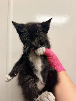 RALEIGH -  Domestic Medium Hair Cat for Adoption in Ontario, California - RALEIGH | PetCurious