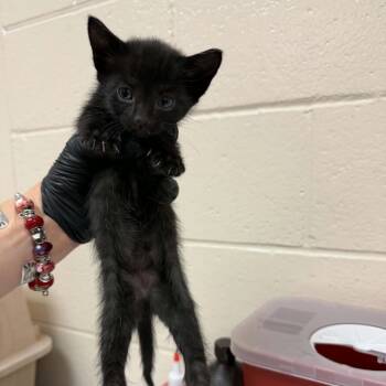 Apple Jacks -  Domestic Short Hair Cat for Adoption in Reno, Nevada - Apple Jacks | PetCurious