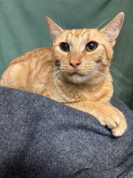 Rescue Domestic Short Hair Cats for Adoption in Wabash, Indiana - Coral | PetCurious