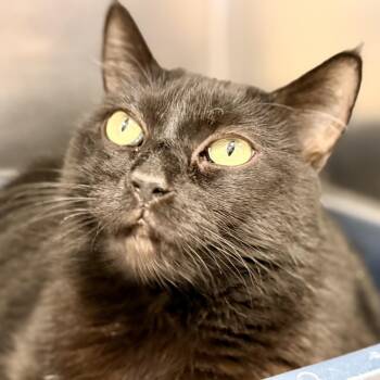 Lacey -  Domestic Short Hair Cat for Adoption in Stafford Township, New Jersey - Lacey | PetCurious