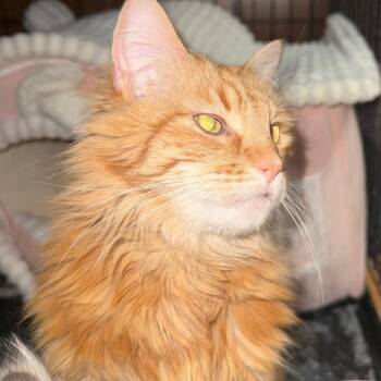 Domestic Long Hair Cats Available for Adoption in Eagle Mountain, Utah - Vasco Carter | PetCurious
