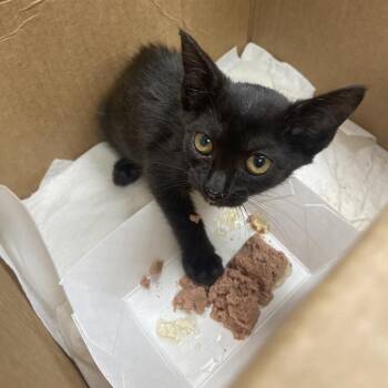 Cosmic Fish -  Domestic Short Hair Cat for Adoption in Chattanooga, Tennessee - Cosmic Fish | PetCurious