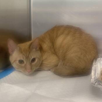 Domestic Short Hair Cats Available for Adoption - Tizzy | PetCurious