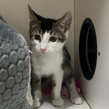 Gene -  Domestic Short Hair Cat for Adoption in Walden, New York - Gene | PetCurious