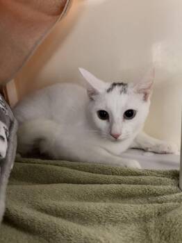 Lydia -  Domestic Short Hair Cat for Adoption in Alexandria, Virginia - Lydia | PetCurious