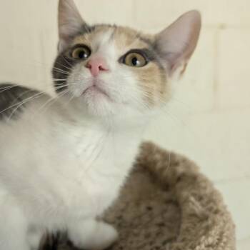 Jumpers K. 56174 -  Domestic Short Hair Cat for Adoption in Eaton Rapids, Michigan - Jumpers K. 56174 | PetCurious