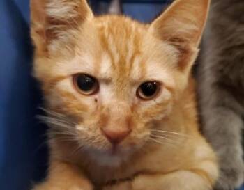 Calico Jack -  Domestic Short Hair Cat for Adoption in Kansas City, Missouri - Calico Jack | PetCurious
