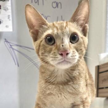Billie -  Domestic Short Hair Cat for Adoption in Bullhead City, Arizona - Billie | PetCurious