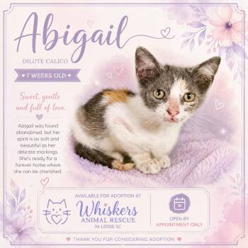 Abigail -  Dilute Calico Cat for Adoption in Myrtle Beach, South Carolina - Abigail | PetCurious