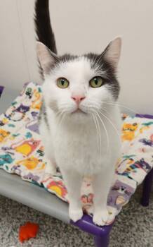 Domestic Short Hair Cats Available for Adoption in Bay City, Michigan - Simon | PetCurious