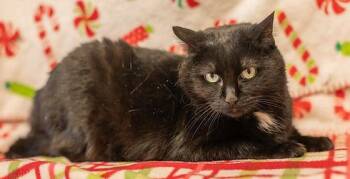 Domestic Short Hair Cats Available for Adoption in Knoxville, Iowa - Bahama | PetCurious