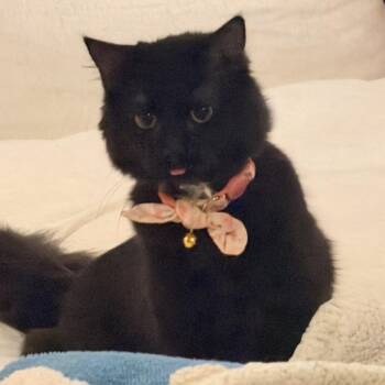 Bella -  Domestic Long Hair Cat for Adoption in Chicago, Illinois - Bella | PetCurious