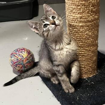 Kush -  Domestic Short Hair Cat for Adoption in Kennebunk, Maine - Kush | PetCurious