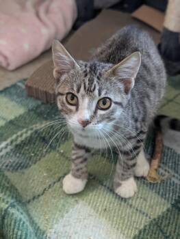 Smooth Operator -  Domestic Short Hair Cat for Adoption in New Braunfels, Texas - Smooth Operator | PetCurious