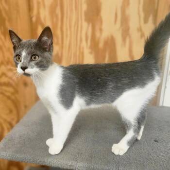 Tofu -  Domestic Short Hair Cat for Adoption in Denison, Texas - Tofu | PetCurious