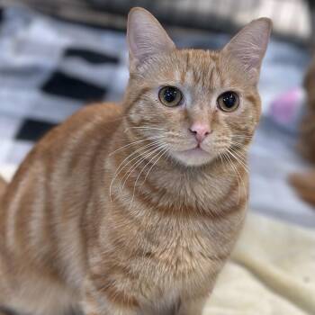 Turmeric -  Domestic Short Hair Cat for Adoption in Matteson, Illinois - Turmeric | PetCurious