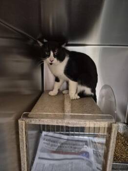 Nf15 -  Domestic Short Hair Cat for Adoption in Lawrenceville, Georgia - Nf15 | PetCurious