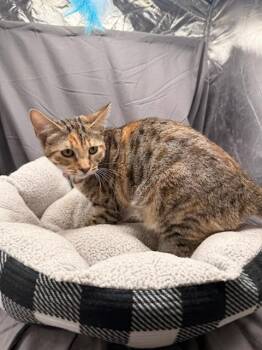 SAGE -  Domestic Short Hair Cat for Adoption in Grovetown, Georgia - SAGE | PetCurious
