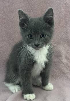 Domestic Short Hair Cats Available for Adoption in Buffalo, Minnesota - Sage | PetCurious