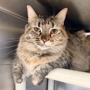 Aphrodite -  Domestic Long Hair Cat for Adoption in Palm Springs, California - Aphrodite | PetCurious
