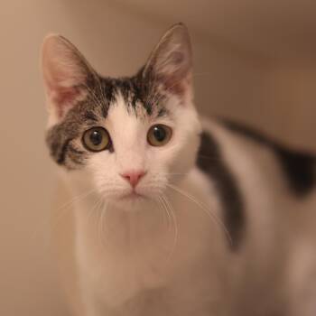 Soapy -  Domestic Short Hair Cat for Adoption in Philadelphia, Pennsylvania - Soapy | PetCurious