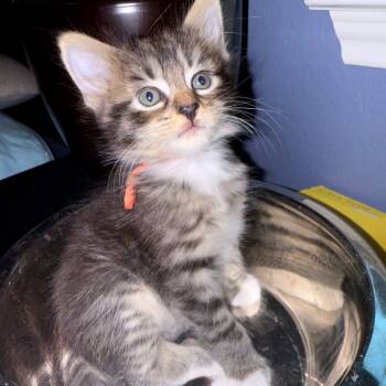 Rescue Domestic Short Hair Cats for Adoption in Austin, Texas - Pepperoni And Cheese 25 | PetCurious