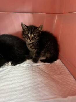 Perch -  Domestic Short Hair Cat for Adoption in Simcoe, Ontario - Perch | PetCurious