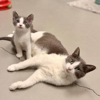 American Shorthair Cats Available for Adoption in Freeport, Florida - Lanai | PetCurious