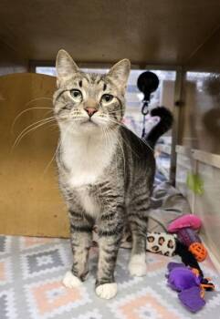 Rescue Domestic Short Hair Cats for Adoption in Warr Acres, Oklahoma - Grey Baby | PetCurious