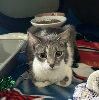 Domestic Short Hair Cats Available for Adoption in Saint Charles, Missouri - Minnie | PetCurious