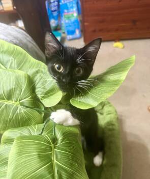 Rescue Domestic Short Hair Cats for Adoption in Jacksonville, Florida - Elise =^.^= | PetCurious