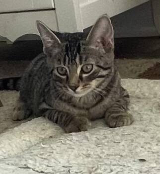 Rescue Tabby Cats for Adoption in Lititz, Pennsylvania - Woody | PetCurious