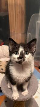 Rescue Domestic Medium Hair Cats for Adoption in Peace River, Alberta - Skeeter | PetCurious