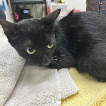 Island -  Domestic Short Hair Cat for Adoption in Galveston, Texas - Island | PetCurious