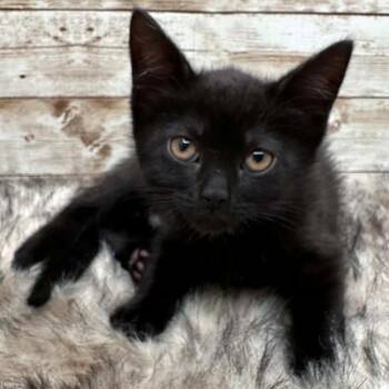 Beth -  Domestic Short Hair Cat for Adoption in Lexington, Kentucky - Beth | PetCurious