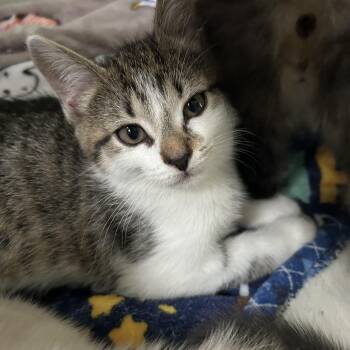 Marigold -  Domestic Short Hair Cat for Adoption in New York, New York - Marigold | PetCurious