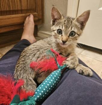 Rescue Domestic Short Hair Cats for Adoption in Fort Worth, Texas - Spark | PetCurious