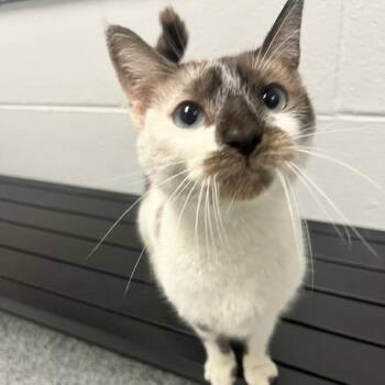 Chocolate Milk -  Domestic Short Hair and Siamese Cat for Adoption in Dayton, Ohio - Chocolate Milk | PetCurious