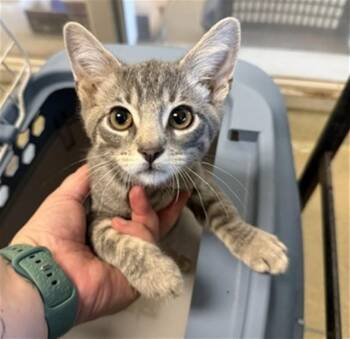 SHERE KHAN -  Domestic Short Hair Cat for Adoption in Oklahoma City, Oklahoma - SHERE KHAN | PetCurious